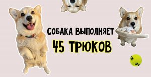 СОБАКА ВЫПОЛНЯЕТ 45 КОМАНД. Вельш корги ВАРДИ