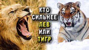 Кто сильнее лев или тигр?