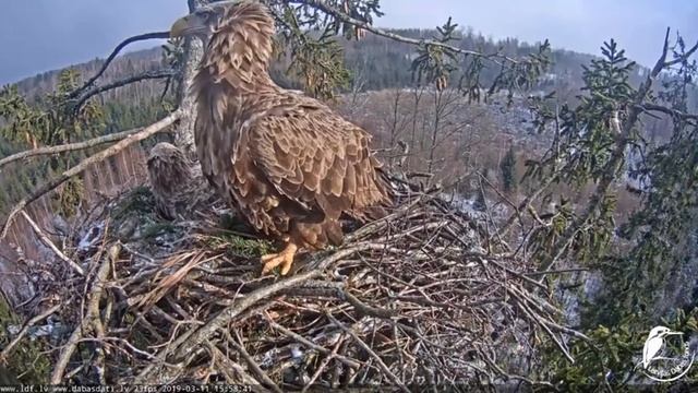 jaunulis raibulis apciemo M&R 2019.03.11 смотреть онлайн