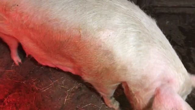 Как выбрать идеальную свиноматку/ на что обращать внимание при выборе свиноматки. смотреть онлайн