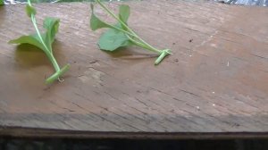 Лобелия // Мой способ размножения черенками