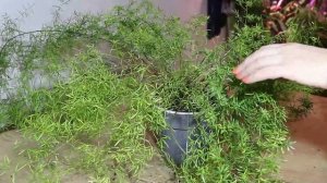 Аспарагус. Уход, чтобы не желтел. Условия выращивания аспарагусов. Аспарагус Шпренгера