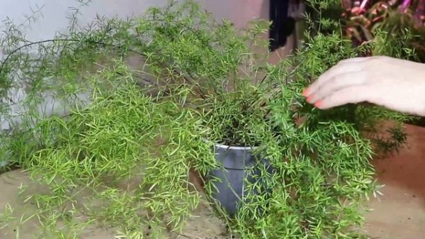 Аспарагус. Уход, чтобы не желтел. Условия выращивания аспарагусов. Аспарагус Шпренгера