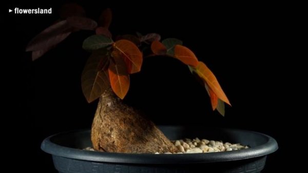 Каудексное растение Филлантус мирабилис (Phyllanthus Mirabilis)