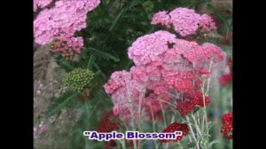 Тысячелистник  растение компаньон