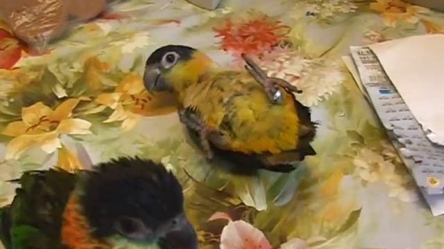 Каики видео 3