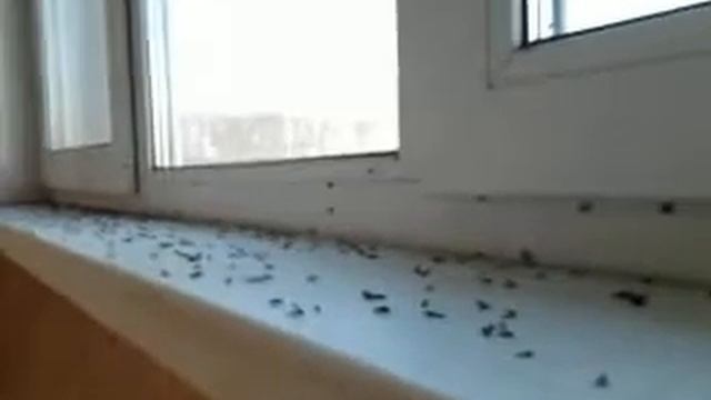 МНОГО ДОХЛЫХ МУХ!!!0_0 смотреть онлайн