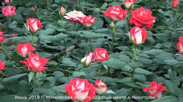 Обзор розы Нью Фэшн (Чайно гибридная) New Fashion (NIRP Франция.2002) смотреть онлайн