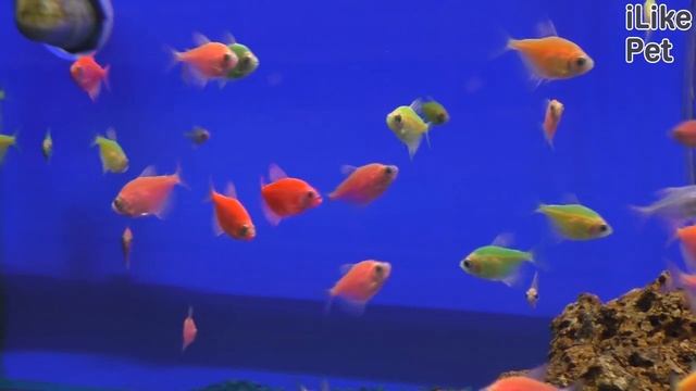 Уход за рыбкой тернеция смотреть онлайн