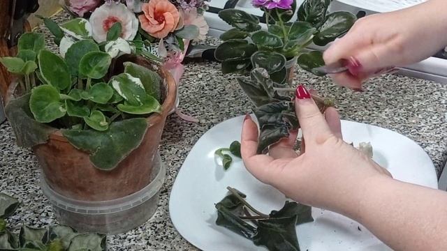 Фиалки обновление. Срезание головы у фиалки. Как отделить детку от взрослой фиалки . смотреть онлайн
