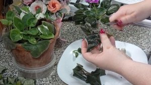 Фиалки обновление. Срезание головы у фиалки.  Как отделить детку от взрослой фиалки .