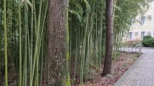 Бамбуковая аллея. Санаторий МВД "Сосновый"