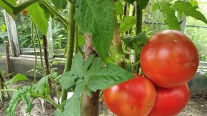 Томат Спрут