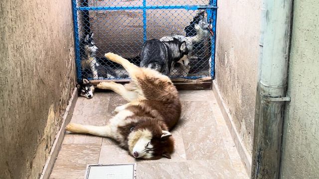 Husky Breeding | Husky Mating | Shadow and Lilly | full mating ritual смотреть онлайн
