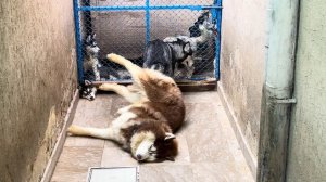 Husky Breeding | Husky Mating | Shadow and Lilly | full mating ritual