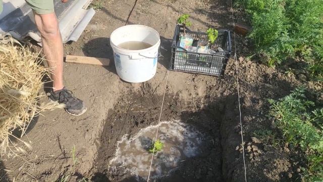 Посадка саженцов винограда на постоянное место смотреть онлайн