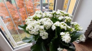 Каланхоэ цветущий —  уход в домашних условиях после покупки цветка. Фото 10 лучших сортов Каланхое.