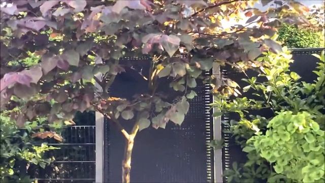 Judasbaum Forest Pansy | Update 2021 | Cercis Canadensis | Gartenfein [HD]