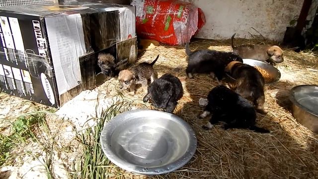 щенята в мае смотреть онлайн