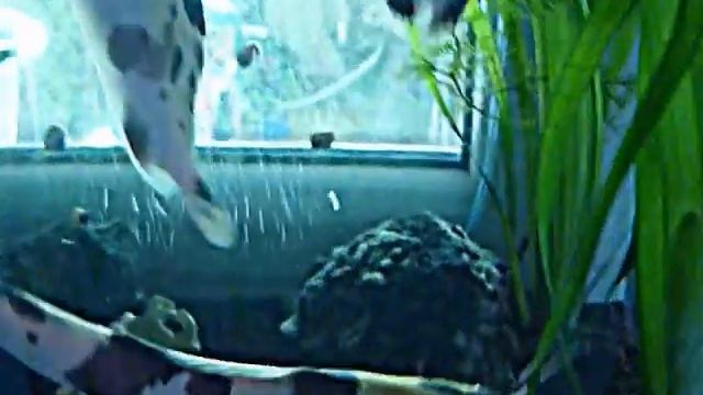 клариус сомы мешкожаберные смотреть онлайн