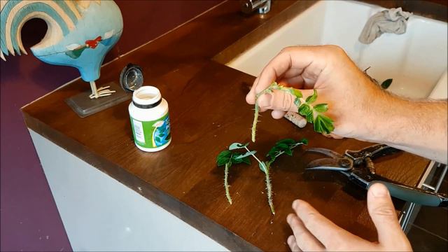 Rose Cuttings - Grow Plants for Free! | Monday Magic 24th July смотреть онлайн