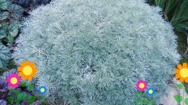 Полынь шмидта Нана (Nana). Краткий обзор, описание характеристик, где купить саженцы