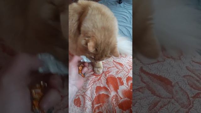 Татьянин дом 🏡 Хроника📅 домашнее видео🎥 Кот Персик 🐈 и Фантик 🍬. смотреть онлайн
