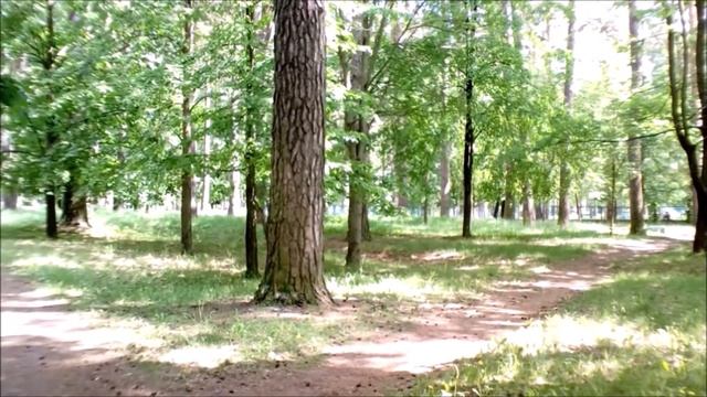 #Новинка#Красиваяпесня#Когда мой сон баюкают сосны смотреть онлайн