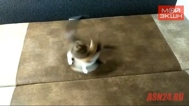 Кошковорот новогодний смотреть онлайн