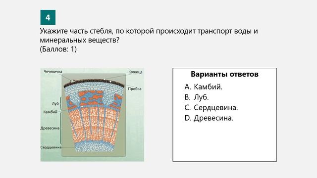 Биология 7 класс. Лаб. работа №4-5. Исследование внутреннего строения стебля. Исследование зон корн смотреть онлайн