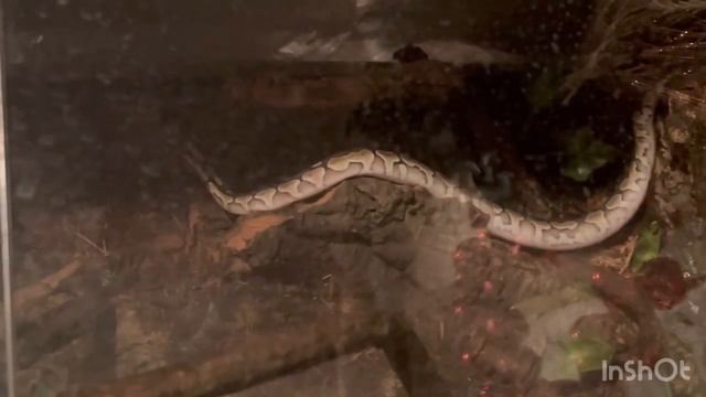 Привет от ЖУЖУ . Наш питон Растёт на глазах. Greetings from ZHUZHU. Our python Grows before our eye смотреть онлайн