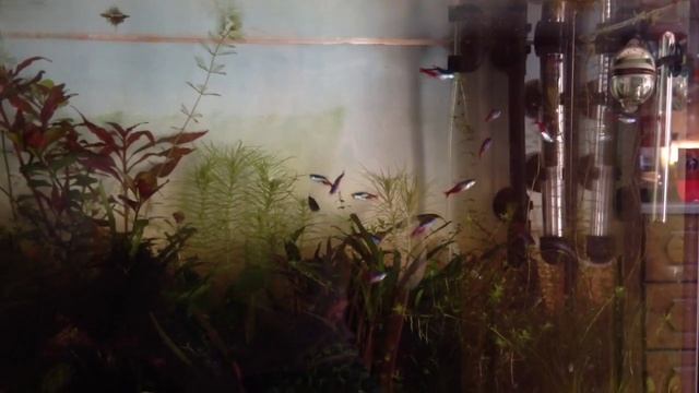 Неоны. Нерест? смотреть онлайн