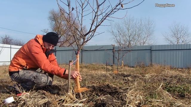 Лесные развлечения