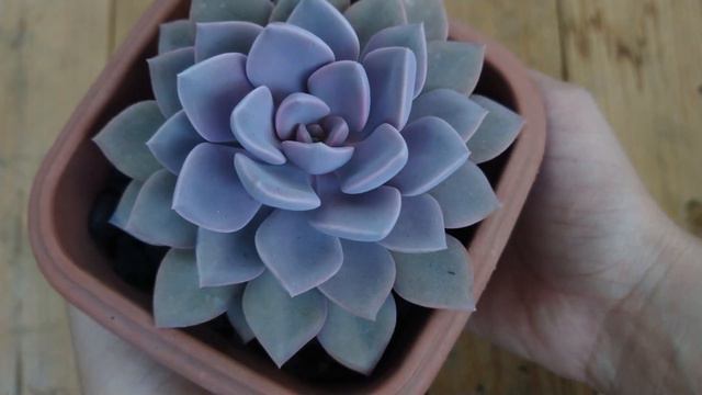 TOP 10 SUCULENTAS: mês de julho смотреть онлайн