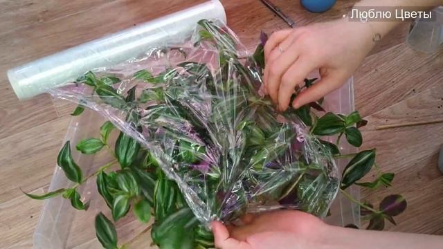 Цветочные будни #4 - загущаем традесканцию и рассаживаем калатею смотреть онлайн