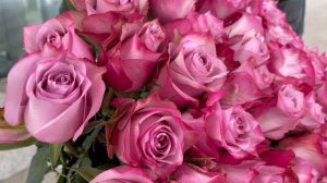 51 роза "Дип Перпл"