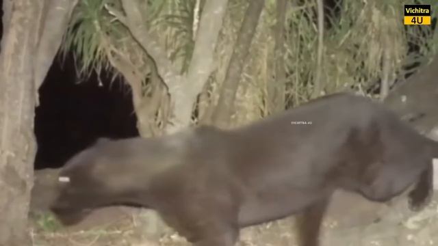 TIGER VS BLACK PANTHER में कौन ज्यादा ताकतवर है ? TIGER VS BLACK PANTHER में कौन जीतेगा ? смотреть онлайн