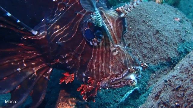 TEST TG-6 d'Olympus à Bali: Un Voyage Aquatique Inoubliable смотреть онлайн