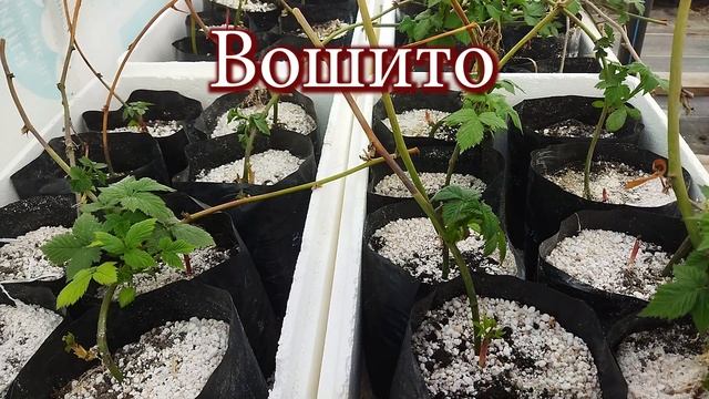 Cаженцы малины и ежевики на май 2023 по состоянию на 22 апреля. Пригород Воронежа. смотреть онлайн