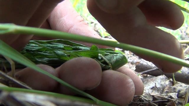 Копорский чай из иван чая изготовление выживание в лесу лес тайга сибирь природа туризм green tea смотреть онлайн