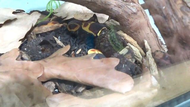 ?Тайный мир тропекариум?разбудили сколопендру?паук птицеед?питон?и ящерица | Tima boom смотреть онлайн