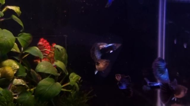 Гуппи Голубой неон. смотреть онлайн