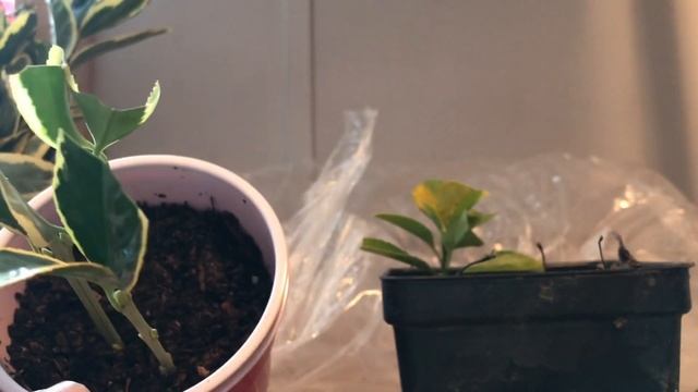 1 year update euonymus?2 ways to propagate euonymus/ shrubs смотреть онлайн