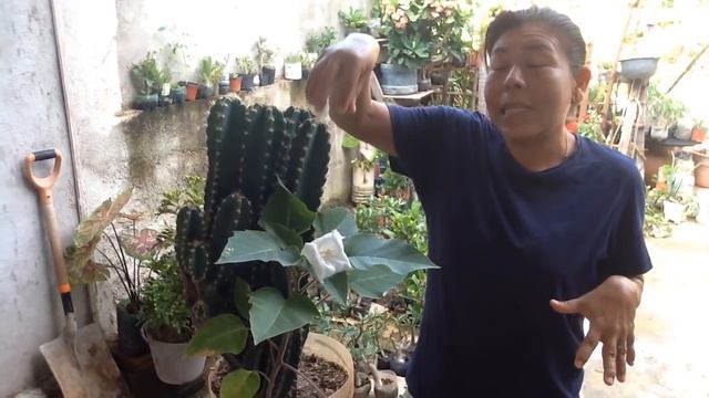 FLOR DE TOLOACHE (( La Verdad Del TOLOACHE ))