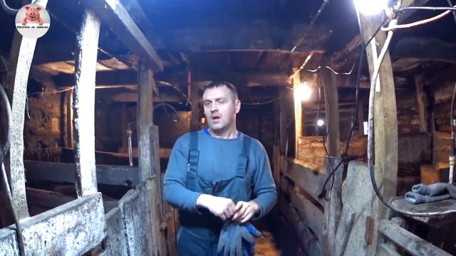 Отличный вес поросят при нестандартном кормлении . смотреть онлайн