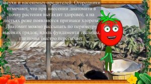 ДИАТОМИТ САДОВЫЙ ЛУЧШАЯ ВЕЩЬ!