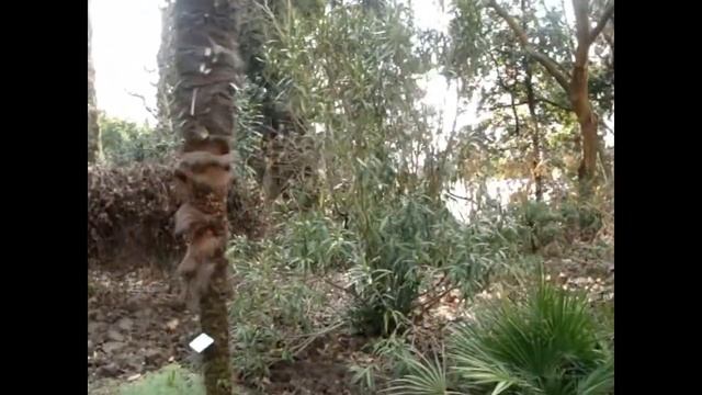 ПАЛЬМЫ В НИКИТСКОМ БОТАНИЧЕСКОМ САДУ смотреть онлайн