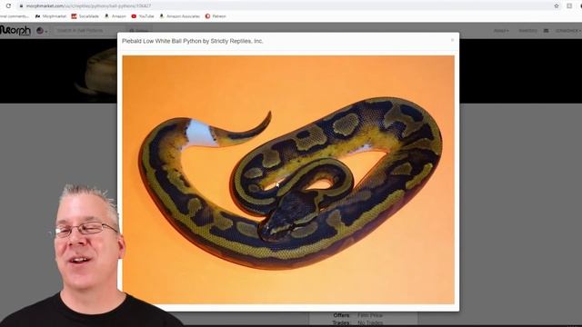 High quality vs. low quality ball pythons смотреть онлайн