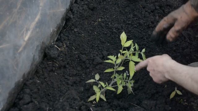 Высадка Томатов в Теплицу самый Простой и Быстрый Способ Рассада Помидор выращенная без Пикировки смотреть онлайн