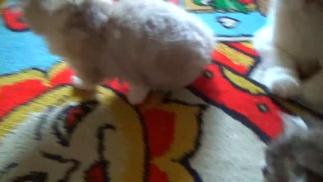 265. 2 месяца Котятам Шотландской вислоухой кошки смотреть онлайн